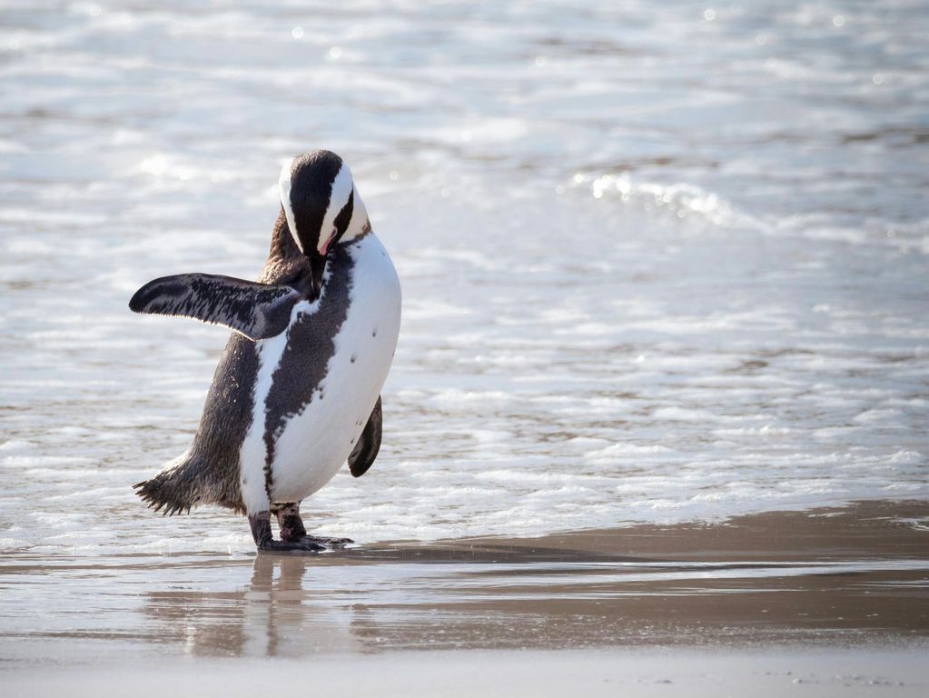 Boulders Beach